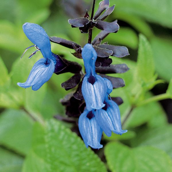 Black and Blue Salvia