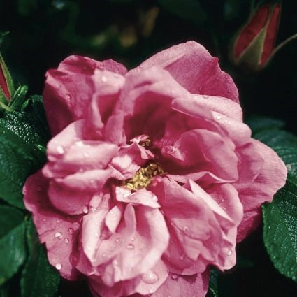 Belle Poitevine Rugosa Rose