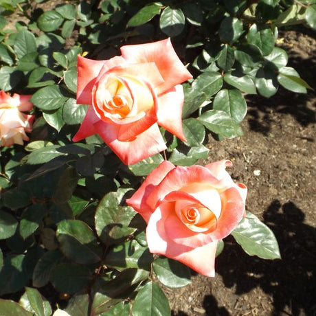 Gemini&trade; Hybrid Tea Rose