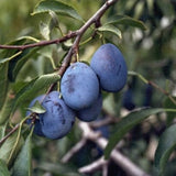 Early Italian Plum Tree