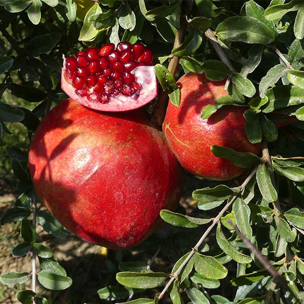 Desertnyi Pomegranate