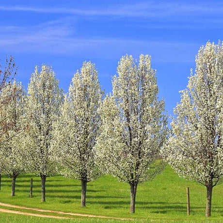 Capital Flowering Pear Tree