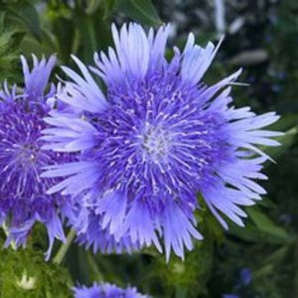 Peachies Pick Stokes Aster