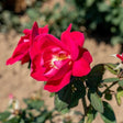 Winnipeg Parks Rose