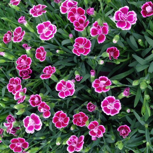 Fire and Ice Dianthus