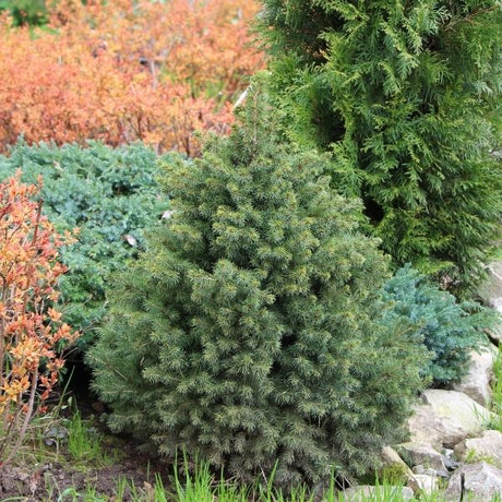 Blue Wonder Colorado Spruce Tree