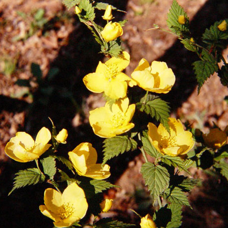 Kerria Golden Guinea