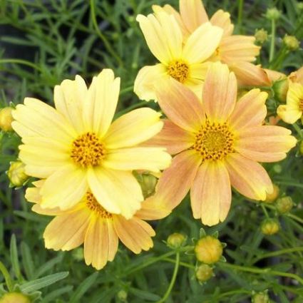 Coreopsis Sienna Sunset