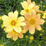 Coreopsis Sienna Sunset