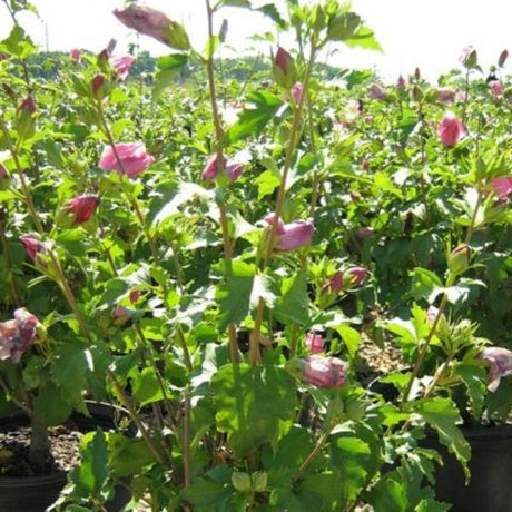 Freedom Rose of Sharon