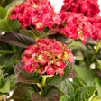 Cherry-Go-Round&trade; Bigleaf Hydrangea