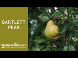 Bartlett Pear Tree