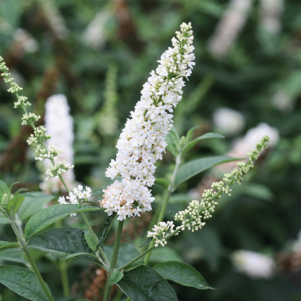 Miss Pearl Butterfly Bush