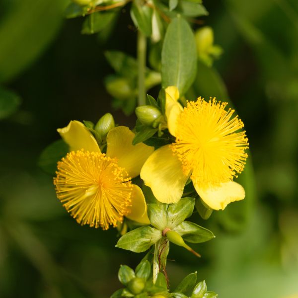 Shrubby St. Johnswort