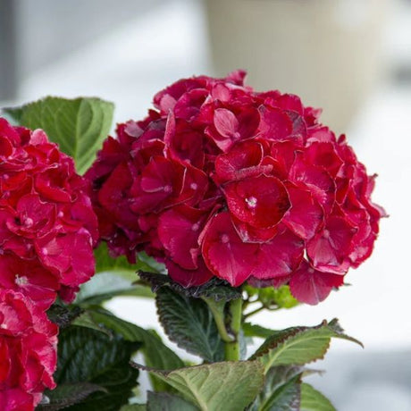 Cherry-Go-Round&trade; Bigleaf Hydrangea