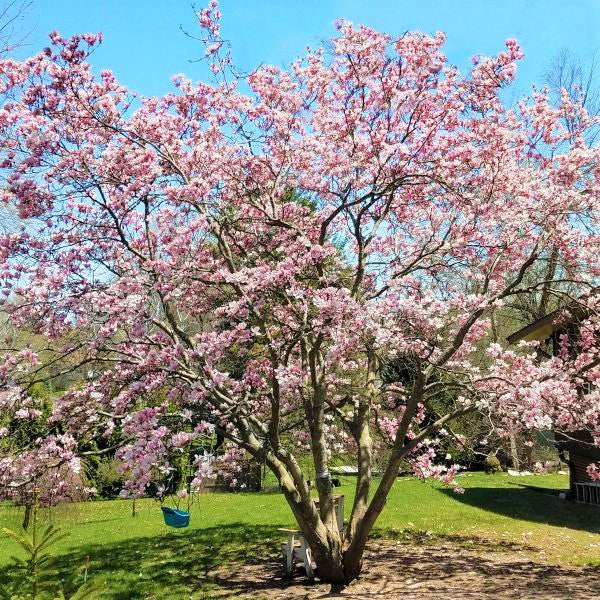 Saucer Magnolia