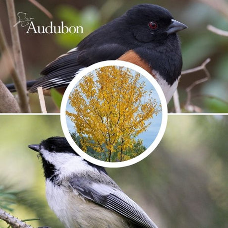 Audubon&reg; Native Sweet Birch