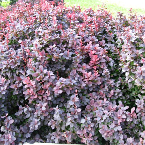 Concorde Barberry