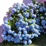 Nantucket Blue Hydrangea