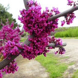 Oklahoma Redbud Tree