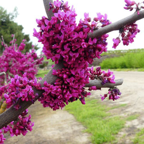 Oklahoma Redbud Tree