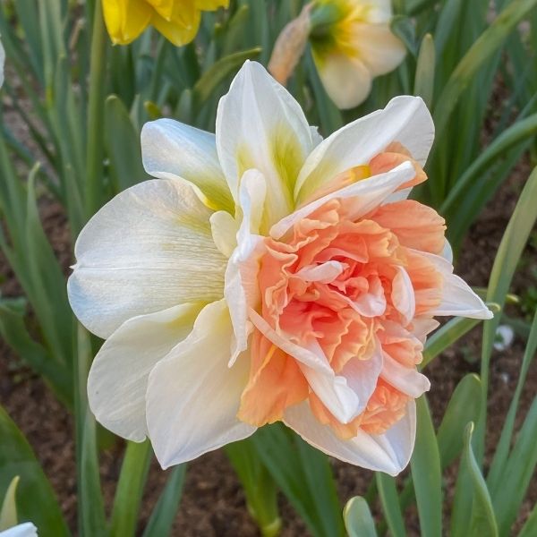 My Story Double Daffodil