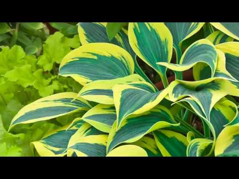 Patriot Hosta