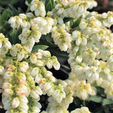 Cavatine Pieris