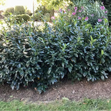 Zimmerman Cherry Laurel