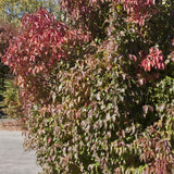 Nannyberry Viburnum