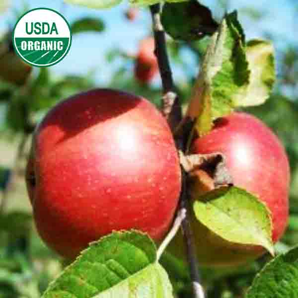 USDA Organic Freedom Apple Tree