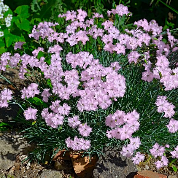 Baths Pink Dianthus