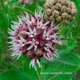 Audubon&reg; Native Got Milkweed