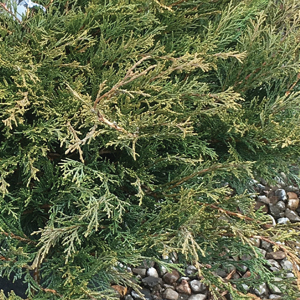 Calgary Carpet&reg; Juniper