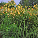 Stella de Oro Daylily