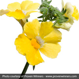 Sunsatia&reg; Lemon Nemesia