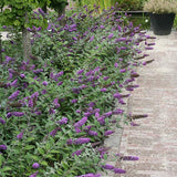 Lo & Behold&reg; Blue Chip Butterfly Bush