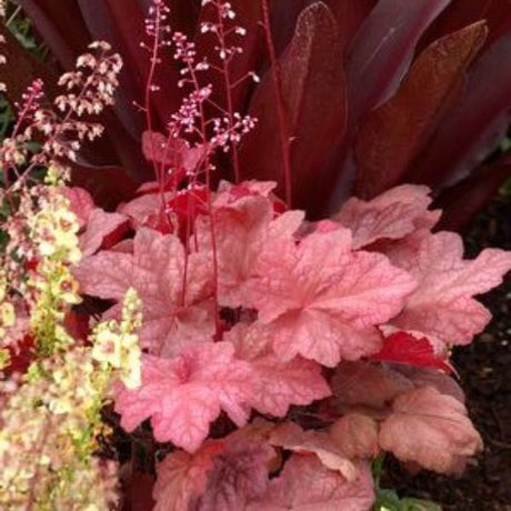 Autumn Leaves Coral Bells