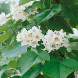 Audubon&reg; Native Northern Catalpa