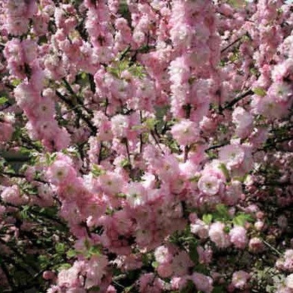 Double Flowering Plum Tree