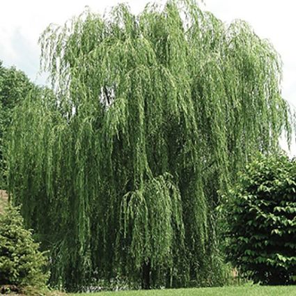 Prairie Cascade Willow