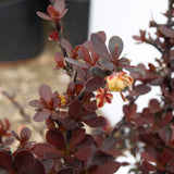 Crimson Pygmy Barberry