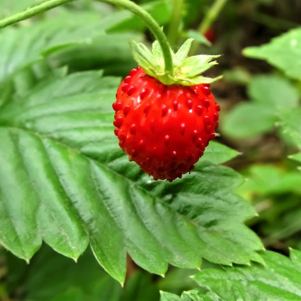 Wild Strawberry Plant