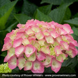 Cityline&reg; Berlin Bigleaf Hydrangea