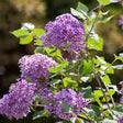 Bloomerang&reg; Dark Purple Lilac