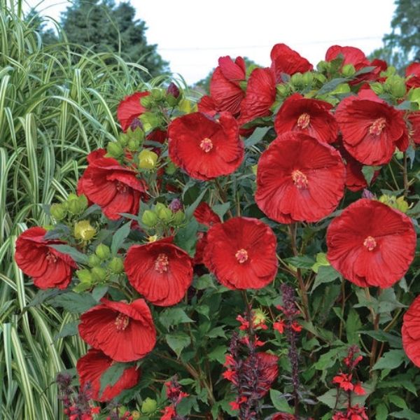 Summerific&reg; Cranberry Crush Hibiscus