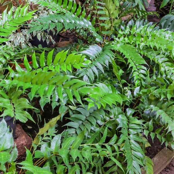 Japanese Holly Fern