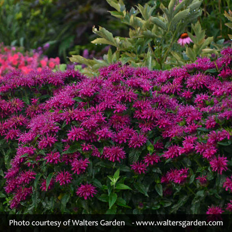 Sugar Buzz&reg; Grape Gumball Bee Balm