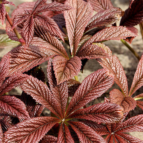 Bronze Peacock Rodgersia