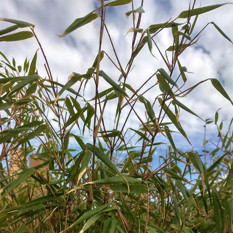 Dragon Head Bamboo